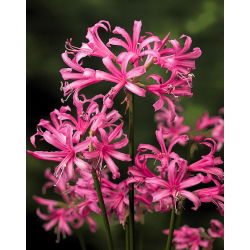 Nerine Bowdenii - 2 adet; Cornish zambak, Cape çiçek, Guernsey zambak, Bowden zambak