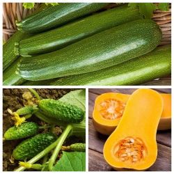 Timun, courgette (zucchini), squash - set benih 3 tumbuhan sayur - 