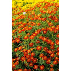 Kleinbloemige Afrikaan Tagetes - Red Gem - 600 zaden - Tagetes tenuifolia