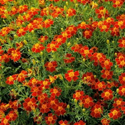 Kleinbloemige Afrikaan Tagetes - Red Gem - 600 zaden - Tagetes tenuifolia