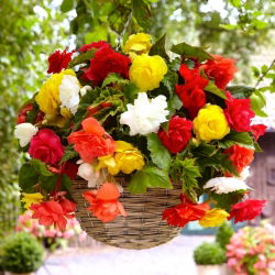 Бегония ×tuberhybrida pendula - mix - пакет из 2 штук - Begonia ×tuberhybrida pendula
