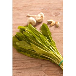 Čakanka "Spadona"; Radicchio - 2880 semien - Cichorium intybus ‘Spadona' - semená