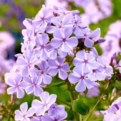 Пхлок Алл Ин Оне - булб / тубер / роот - Phlox