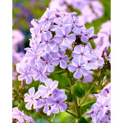 Пхлок Алл Ин Оне - булб / тубер / роот - Phlox