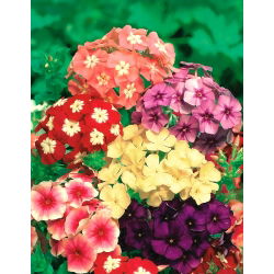 Vuosittainen Phlox, Drummondin Phlox-siemenet - Phlox drummondii - 250 siemeniä