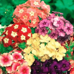 Vuosittainen Phlox, Drummondin Phlox-siemenet - Phlox drummondii - 250 siemeniä