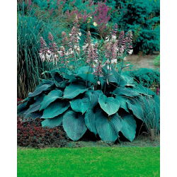 Funkiasläktet - Blue Angel - Hosta