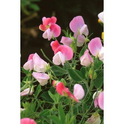 Сладък грах "Розов Купидон" - 24 семена - Lathyrus odoratus