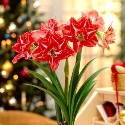 Hippeastrum Pasadena - ampul / yumru / kök