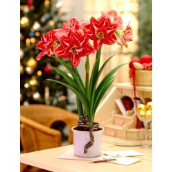 Hippeastrum Pasadena - ampul / yumru / kök