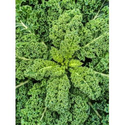 Kale "Halbhoher grüner krauser" - 50 g hạt - 15000 hạt - Brassica oleracea L. var. sabellica L.