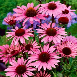 Echinacea, Coneflower Purpurea - lukovica / gomolj / korijen - Echinacea purpurea