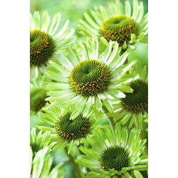 Echinacea, Coneflower Green Jewel - lukovica / gomolj / korijen - Echinacea purpurea