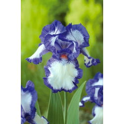 Iris germanica Blue and White - bebawang / umbi / akar