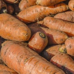 Carota da foraggio "Krystyna" - 200 g - 
