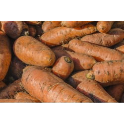 Carota da foraggio "Krystyna" - 200 g - 