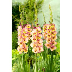Gladiool Sapporo  - XXL - pakend 5 tk - Gladiolus
