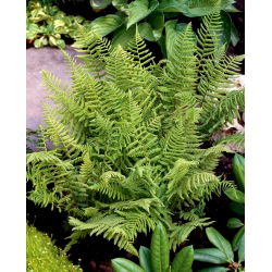 Đà điểu Athyrium - củ / củ / rễ