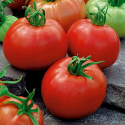 BIO Field tomato "Ace 55 VF" - certified organic seeds - 180 seeds