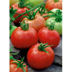 BIO Field tomato "Ace 55 VF" - certified organic seeds - 180 seeds