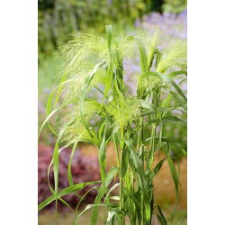- 6000 זרעים - Panicum elegans Fontaine