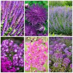 Heather Alley - frø af 6 blomstrende planter 'arter - 