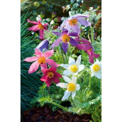 Квітка Pasque змішані насіння - Anemone pulsatilla - 190 насіння