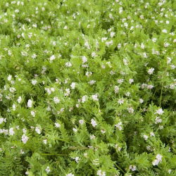 Serradella - 0,5 kg; tavaline linnujalg - 