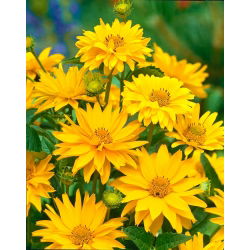 Falsk solros, sommarsolfrön - Heliopsis scabra - 100 frön