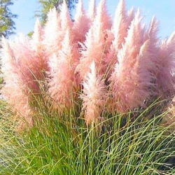 Iarba roz Pampas - portaltoi