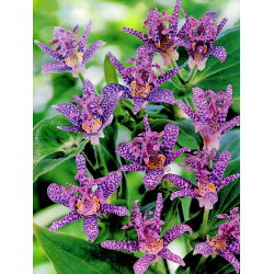Tricyrtis, Kurbağa Lilyum Koyu Güzellik - ampul / yumru / kök