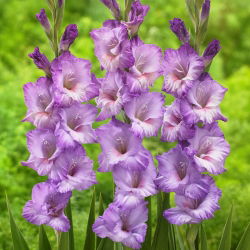 Gladiolus "Flevo Nautica" - 5 buah - 