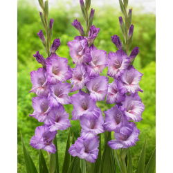 Gladiolus "Flevo Nautica" - 5 buah - 