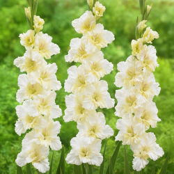Gladiolus "Flevo Cheers" - 5 pcs - 