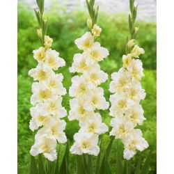 Gladiolus "Flevo Cheers" - 5 pcs - 