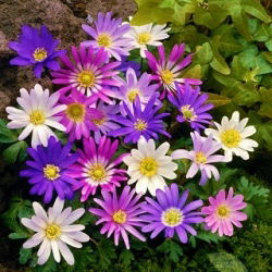 Balkan anemon - renk çeşitliliği karışımı - Büyük paket - 80 adet; Grecian windflower, kış windflower - 