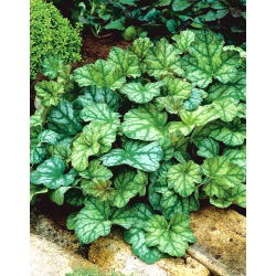 Heuchera，Alumroot Dale的应变 - 鳞茎/块茎/根