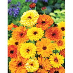 Семена от Калипер - Календула лекарствена - 360 семена - Calendula officinalis