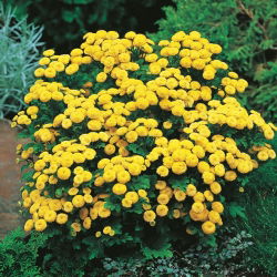 Feverfew Golden Ball semená - Chrysanthemum parthenium fl.pl. Goldball - 1500 semien - Chrysanthemum parthenim