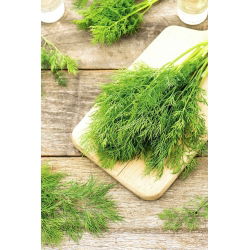 Taman Dill "Emerald" - 100 g - 65000 biji - Anethum graveolens L. - benih