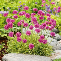 Sea Thrift Pink - Pink - Armeria maritima - Delicate Pink Clusters, Ideal for Borders - Fresh Seeds