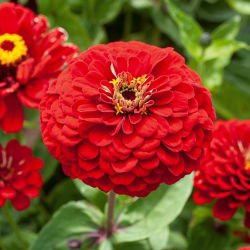 Frøkenhat - Scarlet Flame - Zinnia elegans - Ildrøde nuancer, langtidsholdbar skønhed - Friske frø