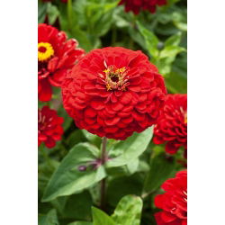 Frøkenhat - Scarlet Flame - Zinnia elegans - Ildrøde nuancer, langtidsholdbar skønhed - Friske frø