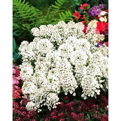 Blomsteriberis - Iberis amara - Snabbväxande skönhet, idealisk för stenpartier - Färska frön