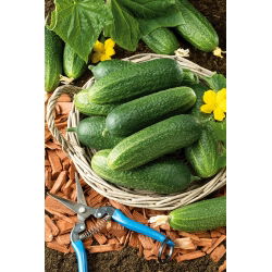 Cucumber - Othello F1 - Super Early Harvest, Ideal for Pickling - Fresh Seeds