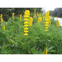 Cây lupin vàng "Mister" - 1 kg; lupin vàng hàng năm, lupin vàng châu Âu - 