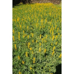 Cây lupin vàng "Baryt" - 1 kg; lupin vàng hàng năm, lupin vàng châu Âu - 