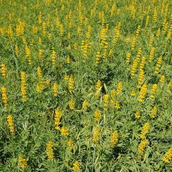 Cây lupin vàng "Baryt" - 1 kg; lupin vàng hàng năm, lupin vàng châu Âu - 