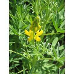 Cây lupin vàng "Bursztyn" - 1 kg; lupin vàng hàng năm, lupin vàng châu Âu - 