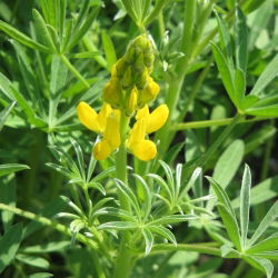 Cây lupin vàng "Bursztyn" - 1 kg; lupin vàng hàng năm, lupin vàng châu Âu - 